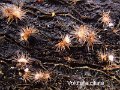 Volutella ciliata-amf2256-1